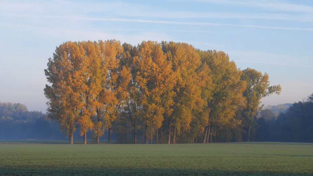 Balbrede Pappeln im Herbst - Foto: A. Heuwinkel-Otter